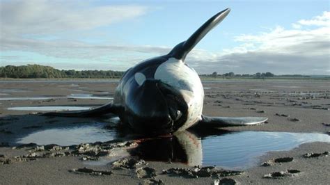 threats to killer whales from pollution